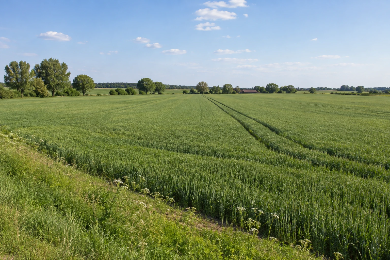 Green grain field with tractor tramlines, a field edge and a distant row of trees